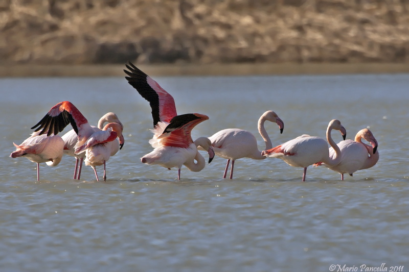 Fenicotteri rosa